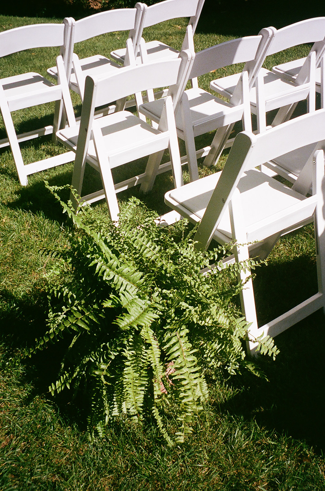 Rows of white folding chairs arranged outdoors on grass with a green fern plant in front.